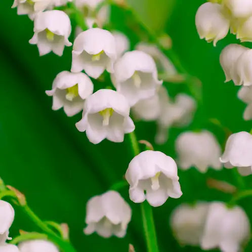 Lily Valley Wax Melts
